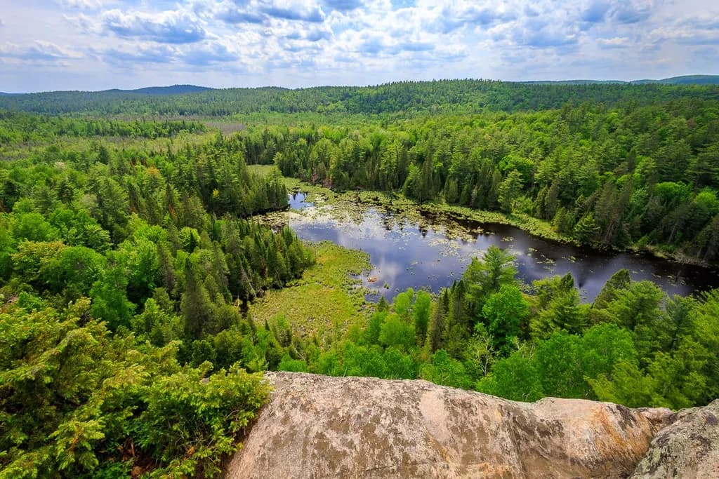 Manitoba Woodland Vista