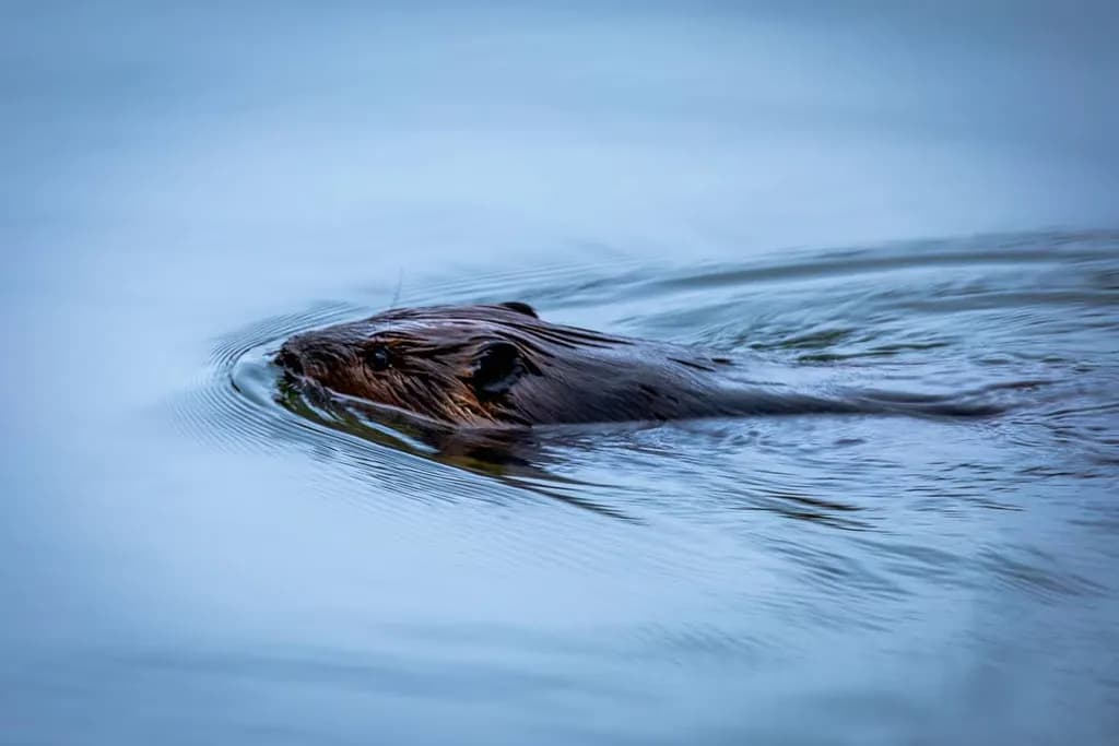 Gliding Beaver