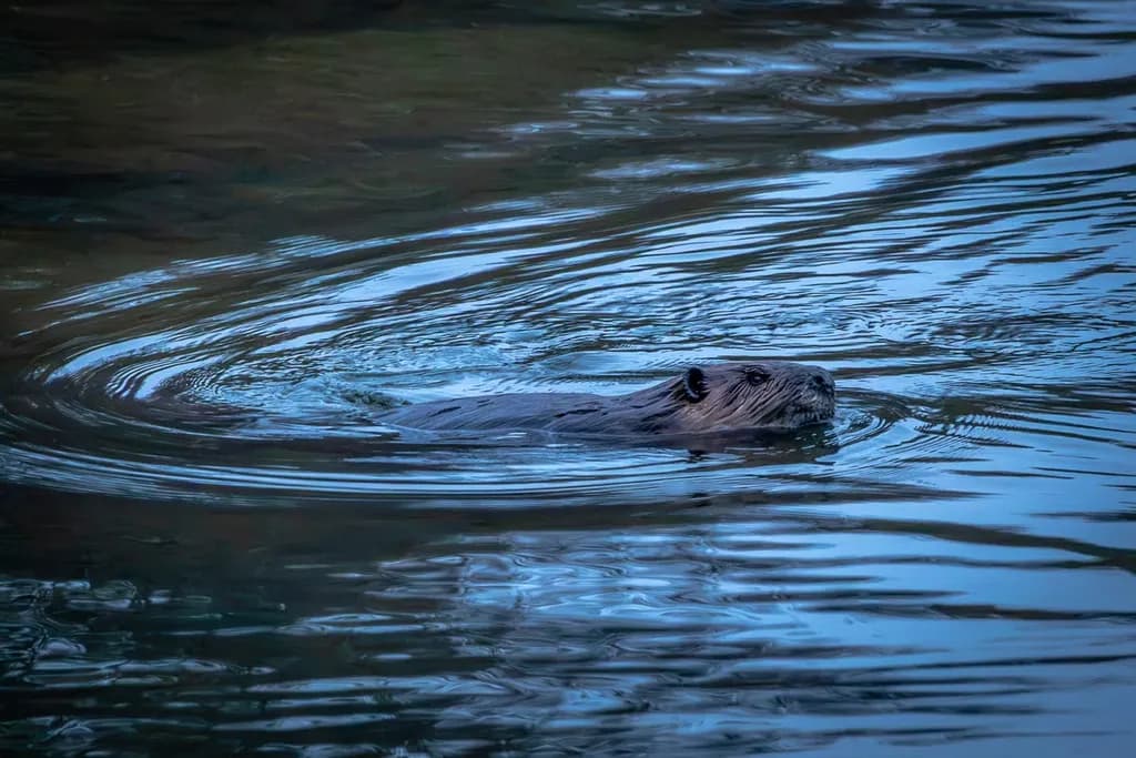 Beaver Glide