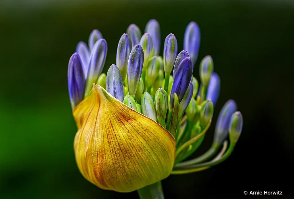 AGAPANTHA BLOOMING