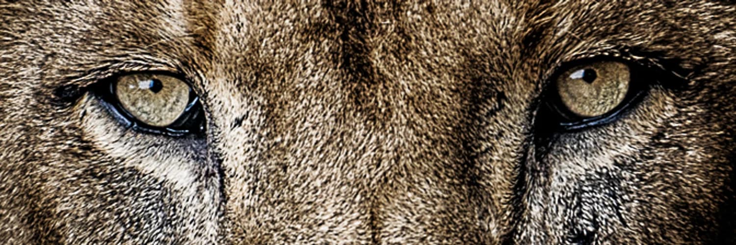 Profilbanner