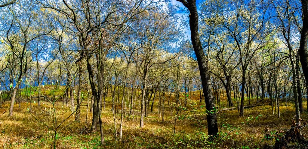 Black Oak Savanna - Early Spring, Tollston Dune Dune Ridge