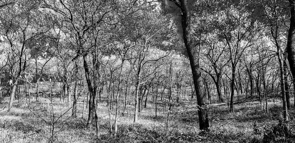 Tolleston Oak Savanna