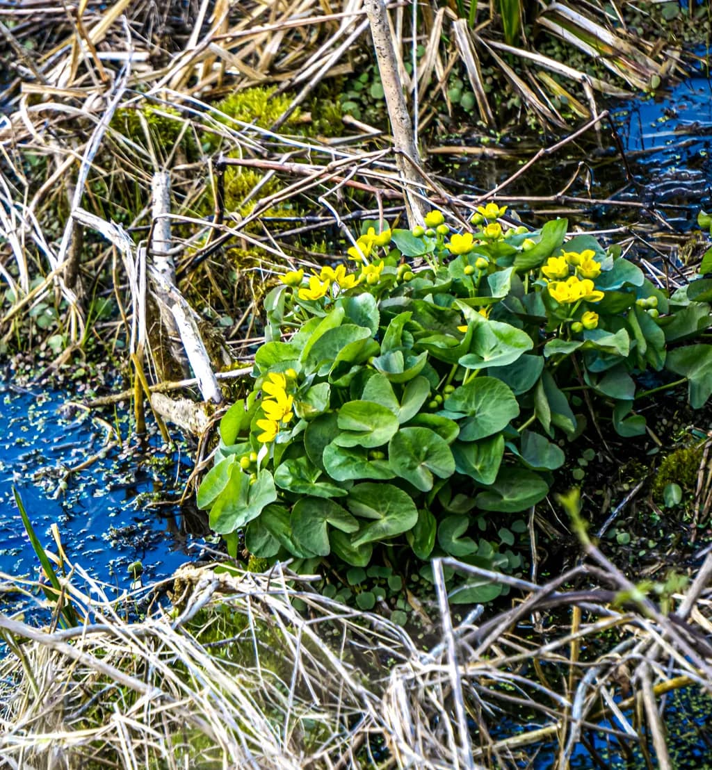 Marsh Marigolds