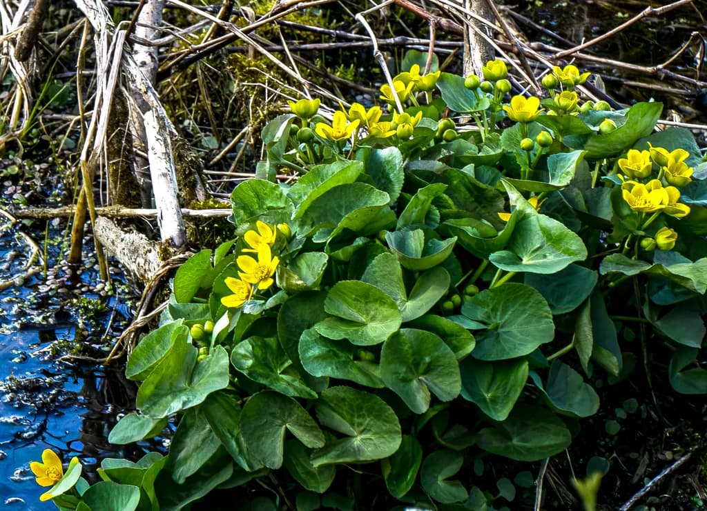 Marsh Marigold Growth