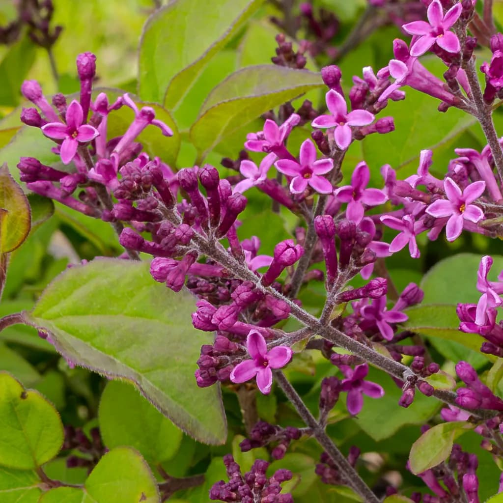 Tight Rows of Lilac: A Close Study in Magenta and Green