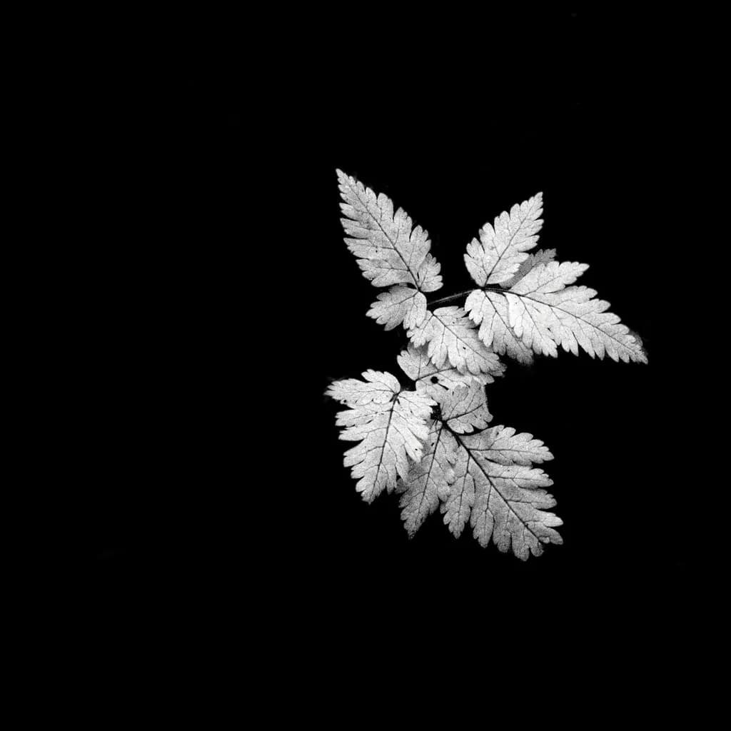Wood Fern in Monochrome