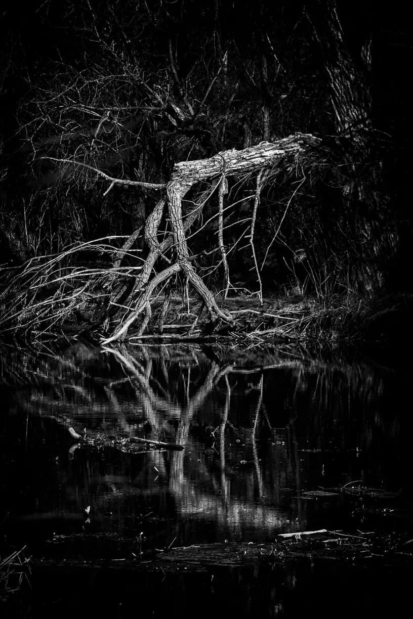 Reflections of Time: The Silent Elegance of Nature's Decay in Black and White