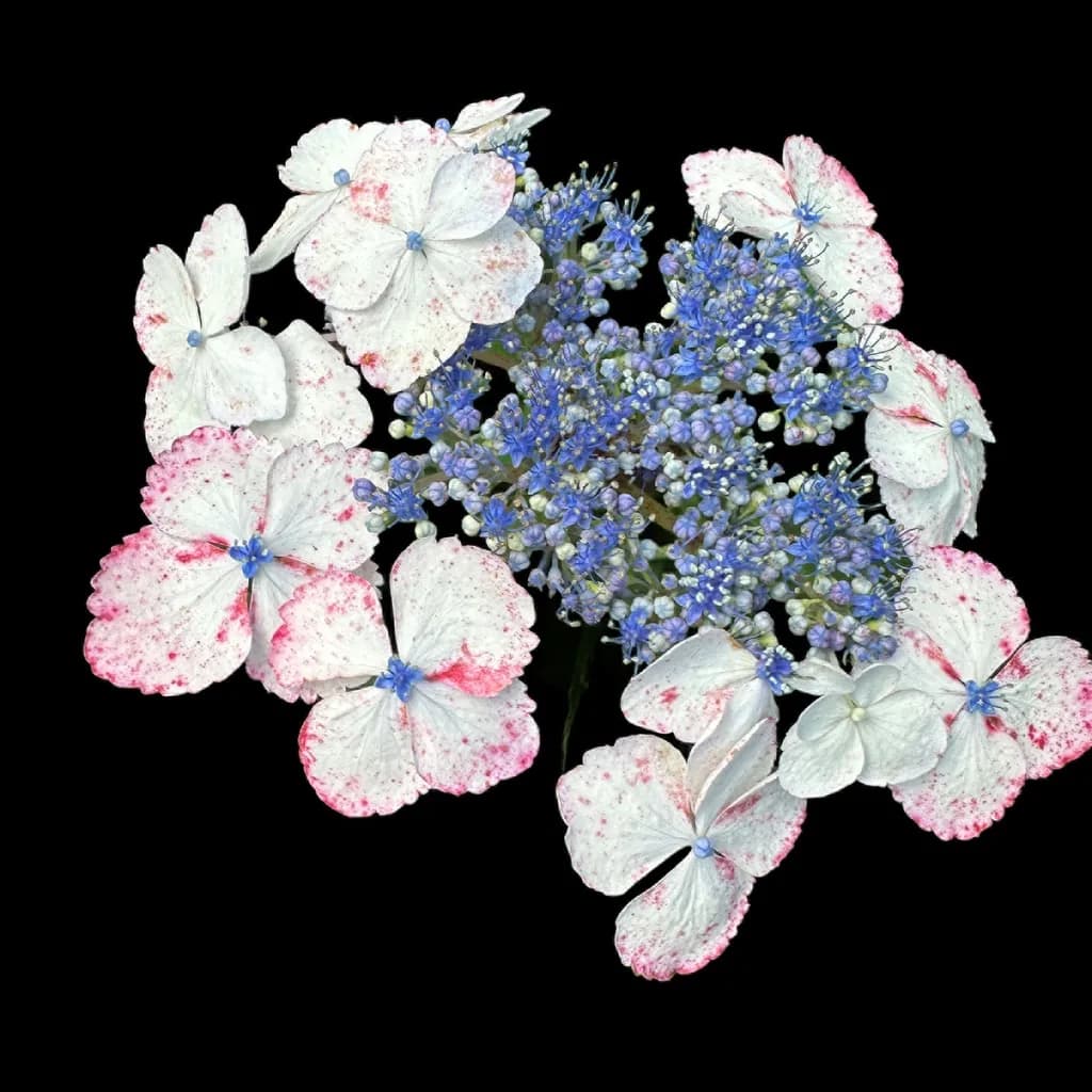 Lacecap Hydrangeas