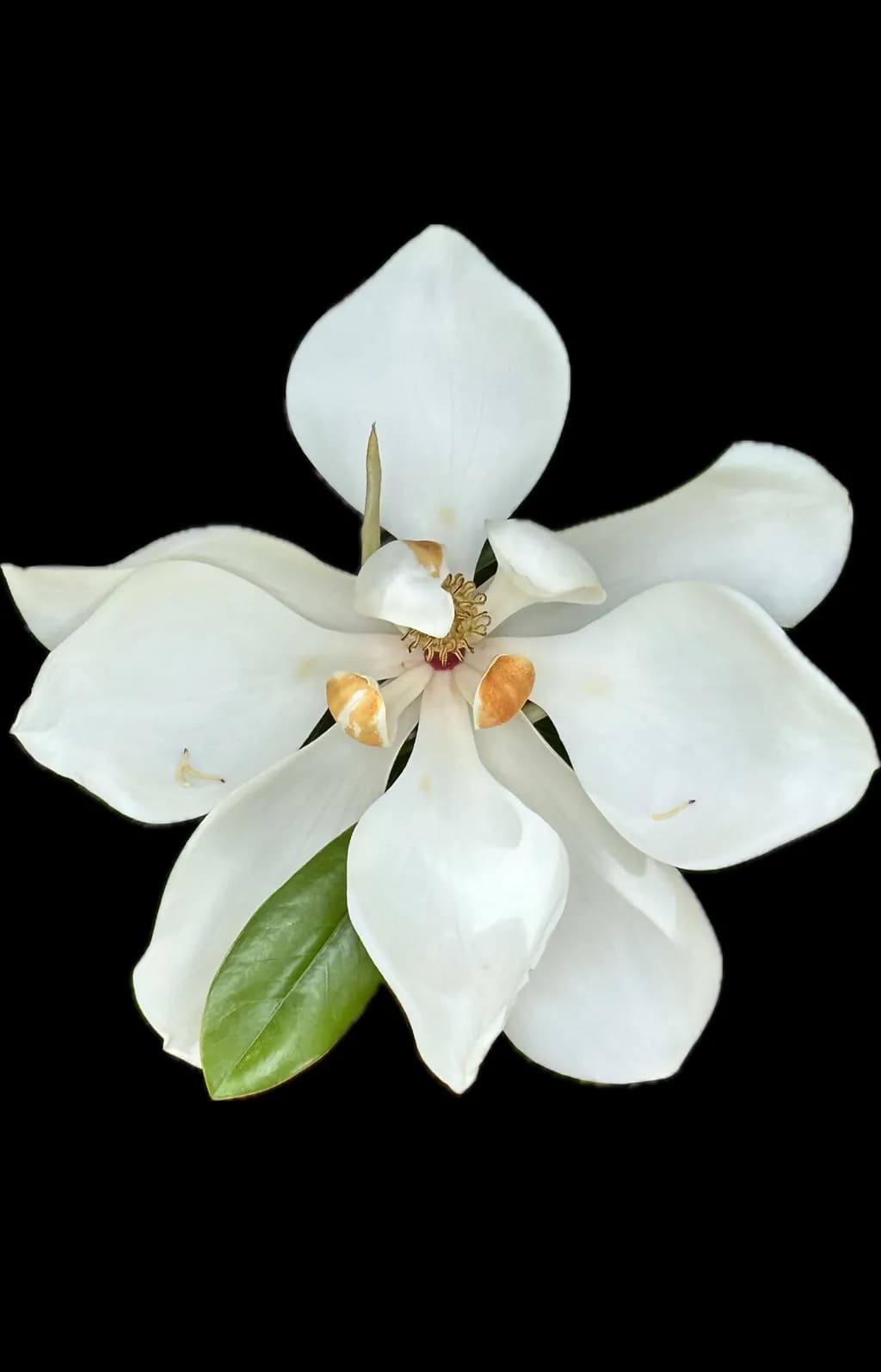Magnolia Elegance