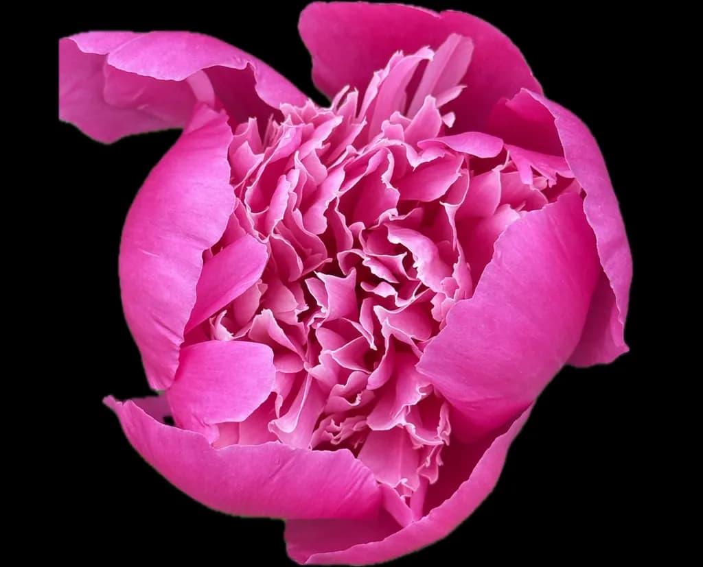 Peony Blossom