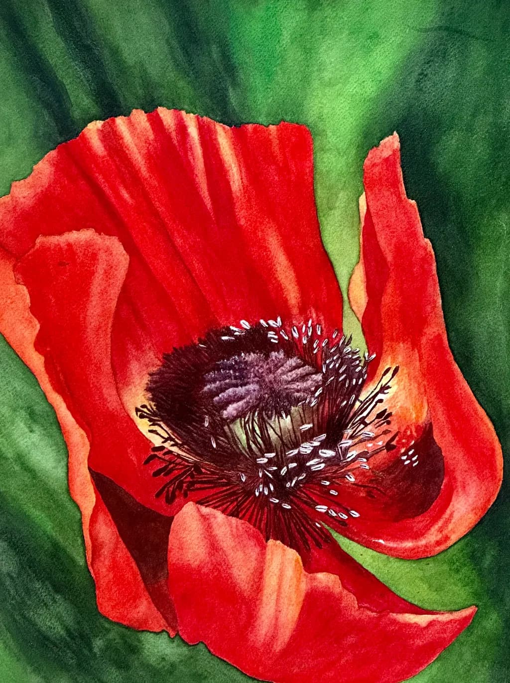 Red Poppy