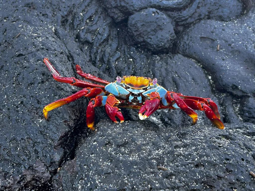 Vibrant Majesty: The Colorful Crab on Volcanic Rock