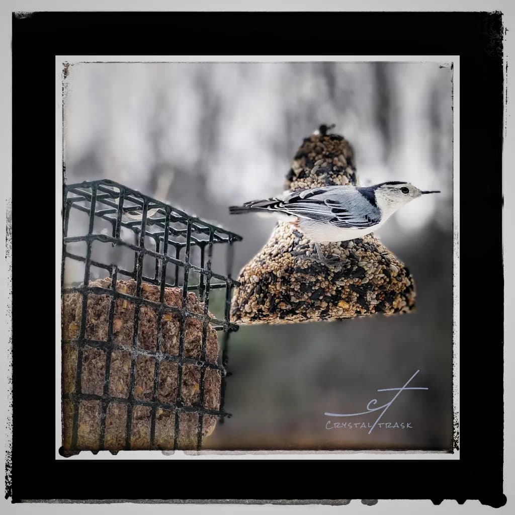 Nuthatch at the Feeder