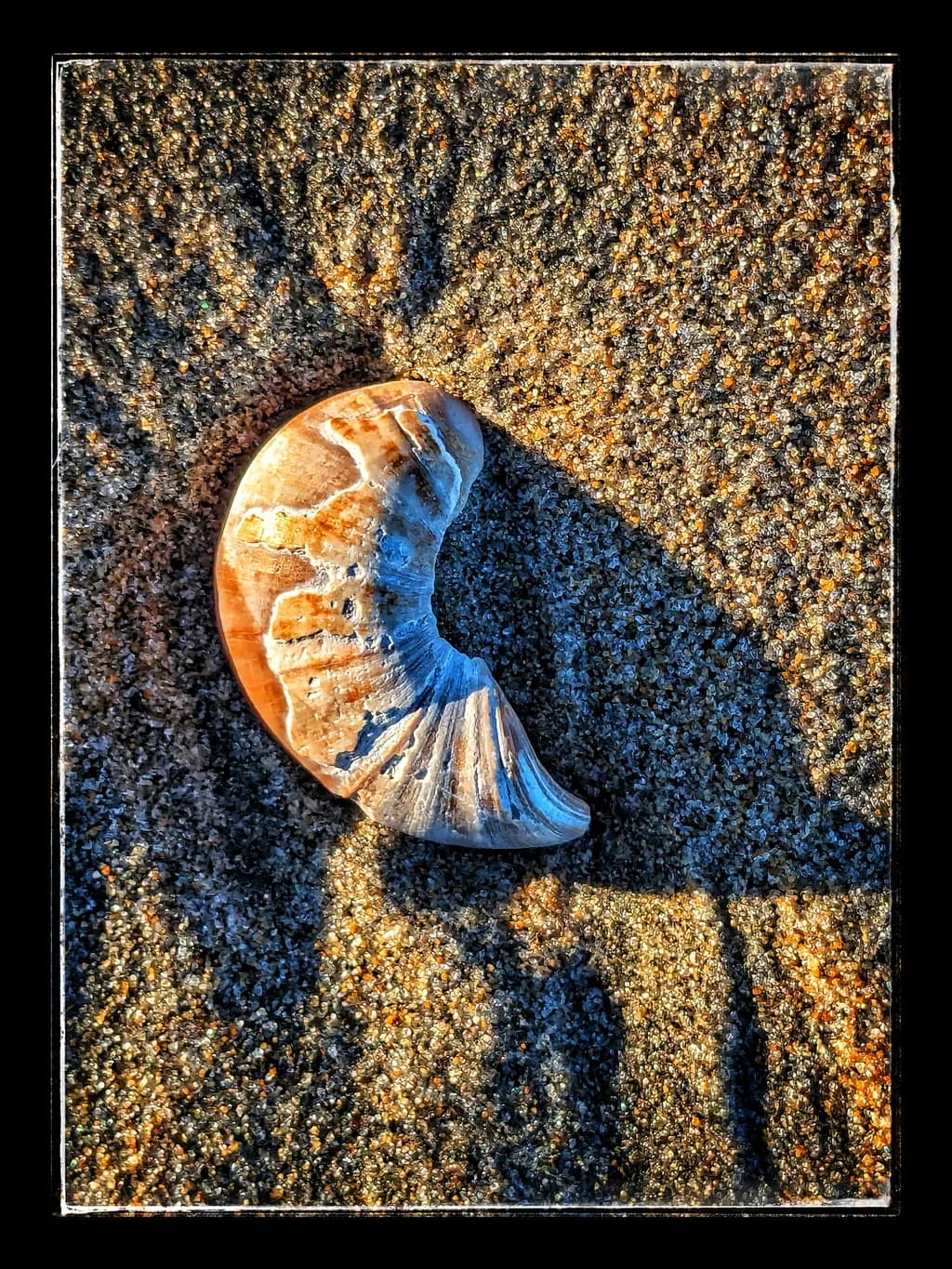 Fossilized Beauty