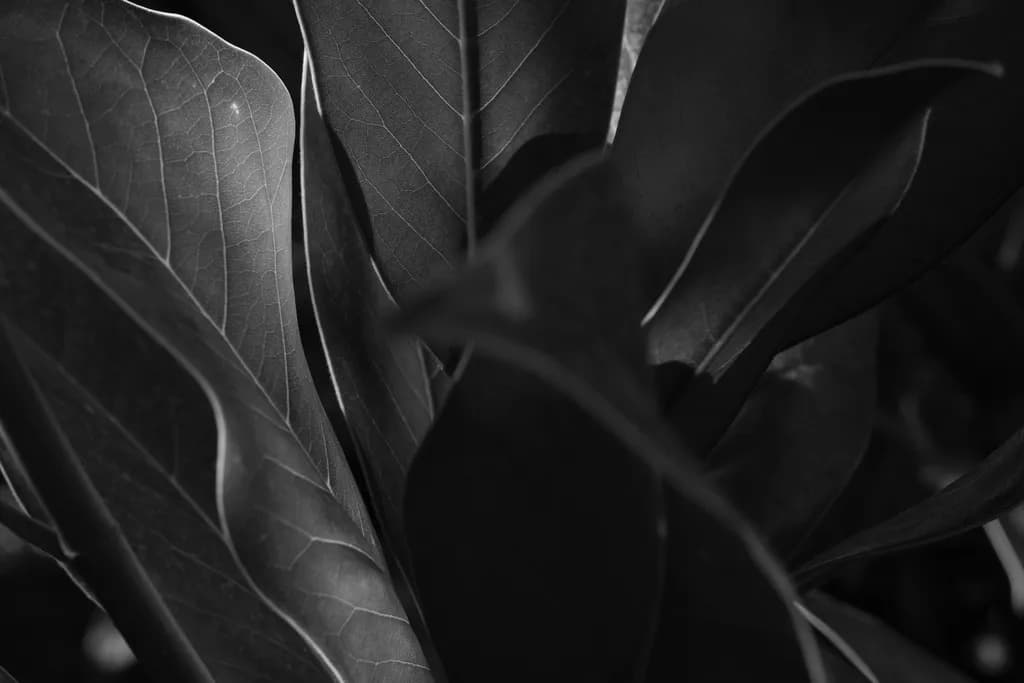 Plants in Shadow