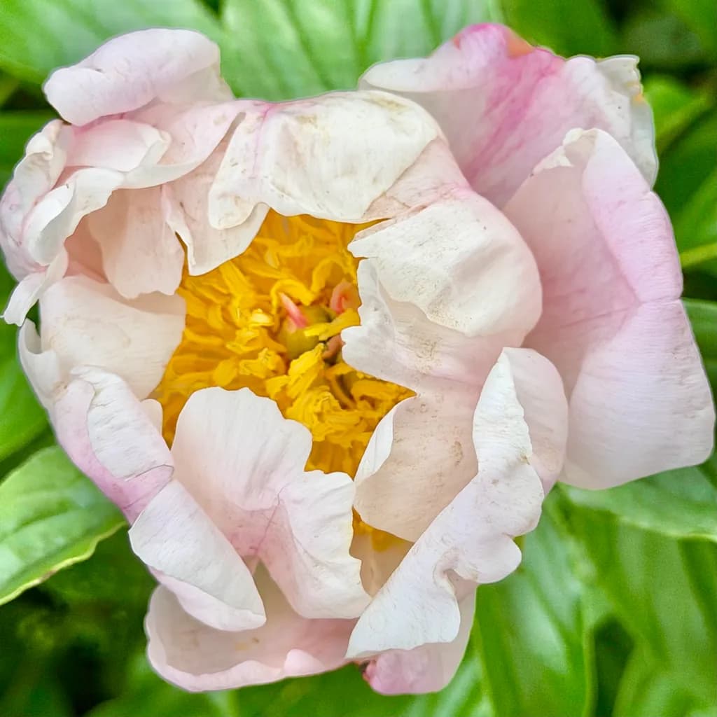 Peony Blossom Close-Up