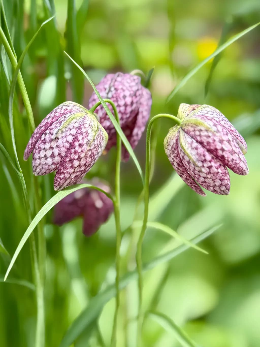 Checkered Lilies
