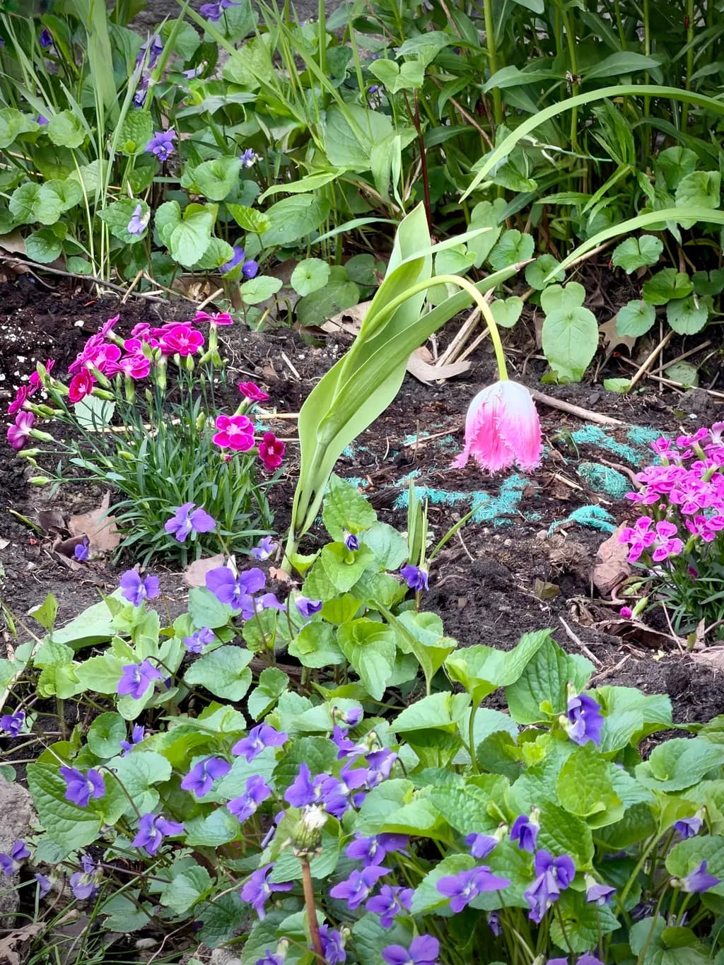 Bent Tulip Among Violets