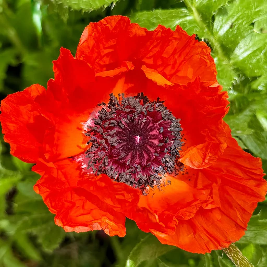 Crimson Bloom