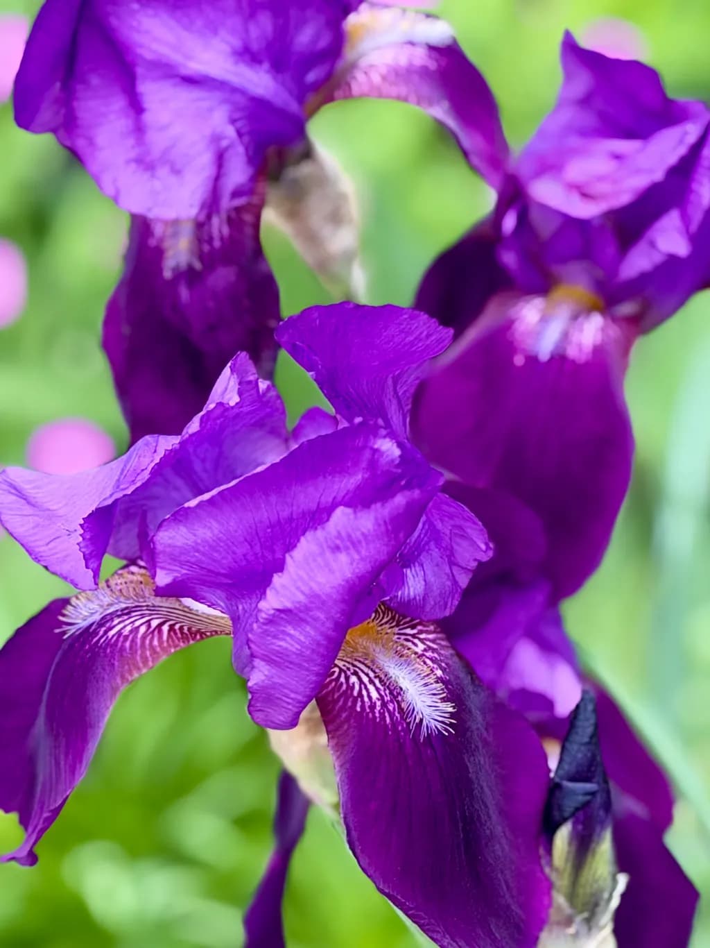 Purple Iris Bloom