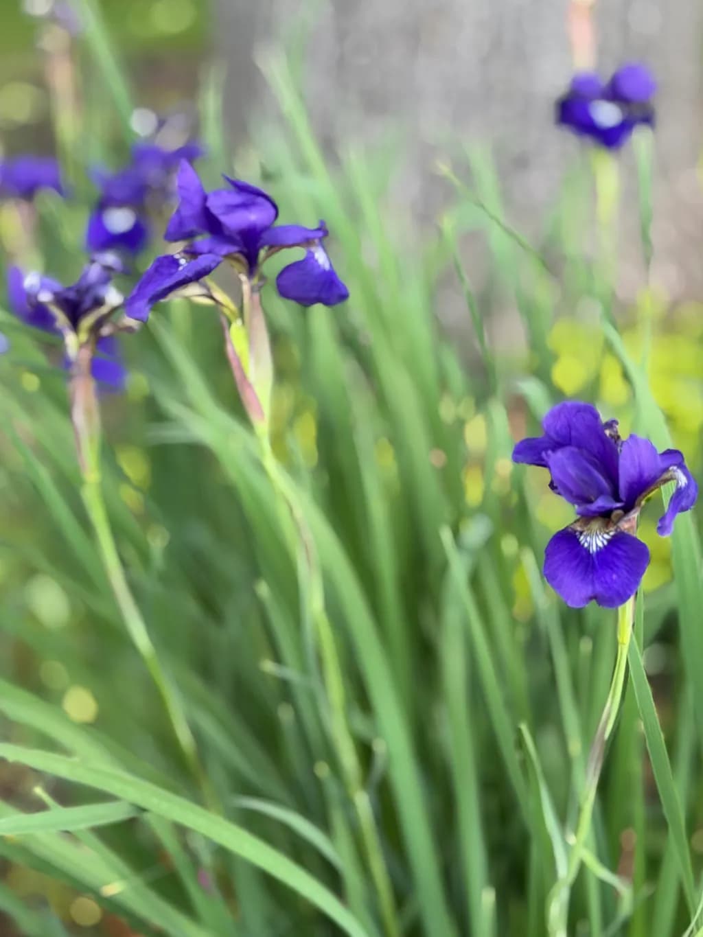 Purple Iris Bloom