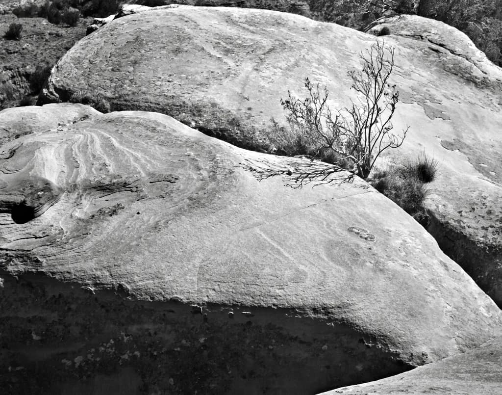 Palo Duro Study