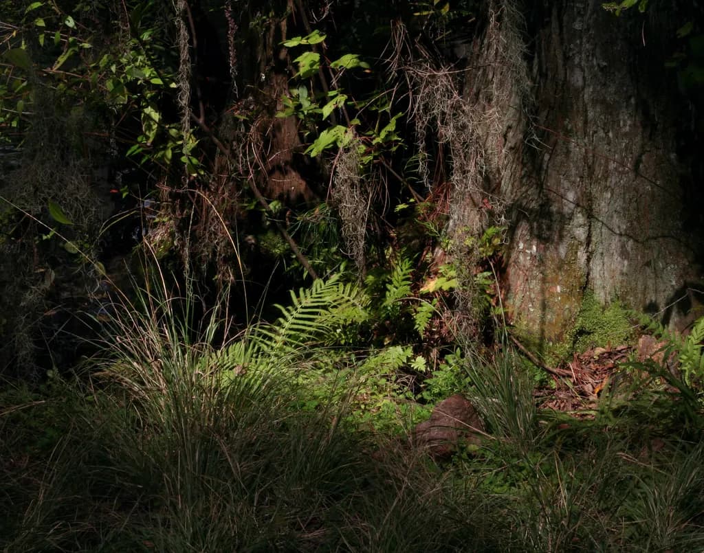 Forest Study