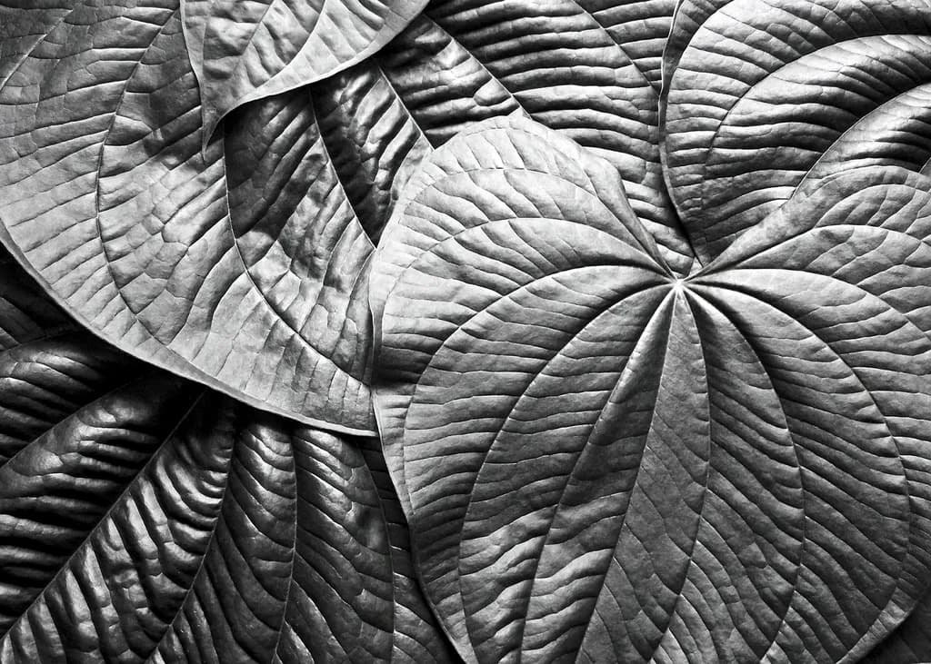 Leaves Reverse