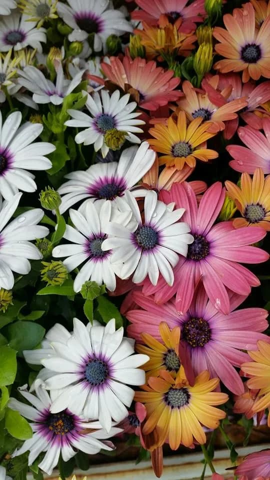 Colorful Blossoms