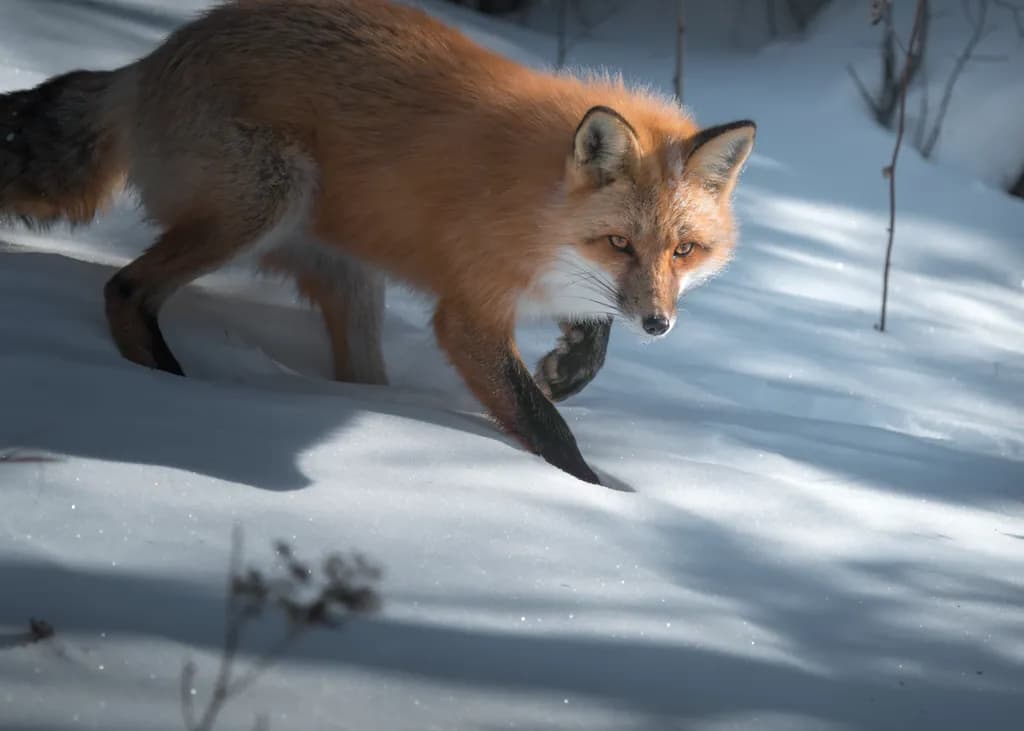 Sanford Snow Fox
