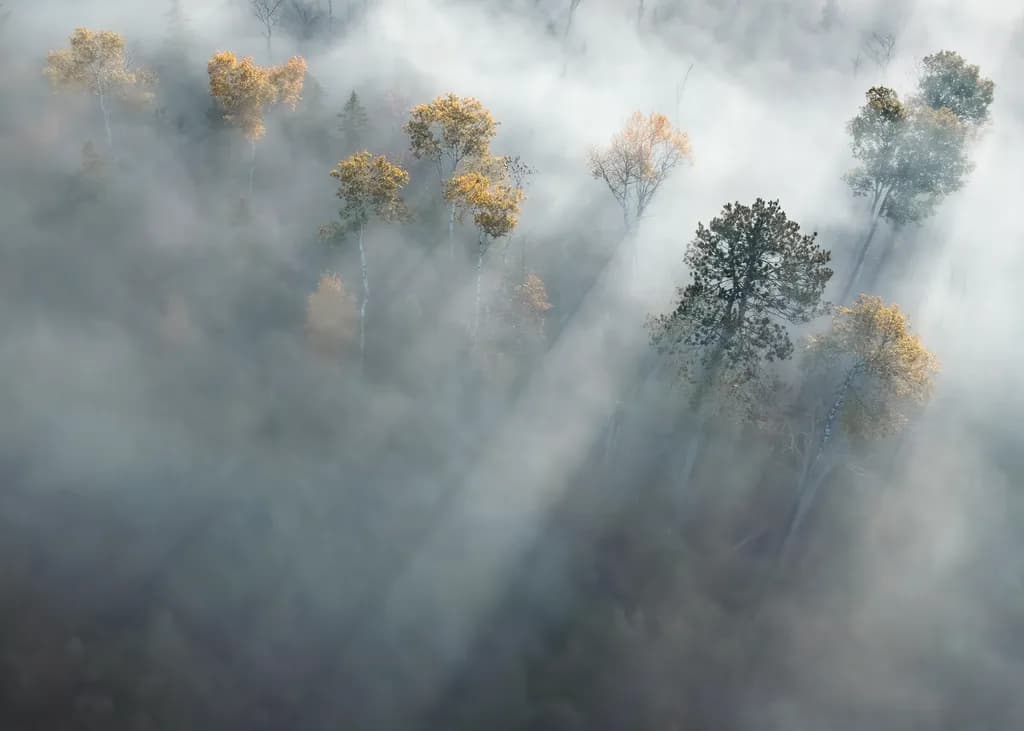 Autumn Fog Trees