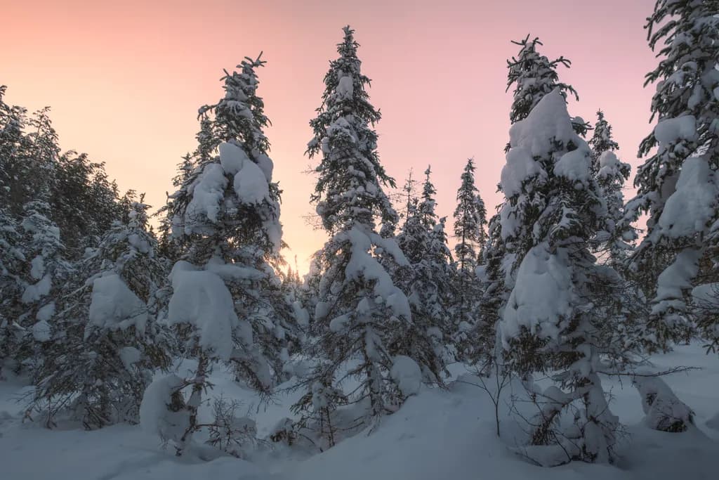 Boreal Glow Forest