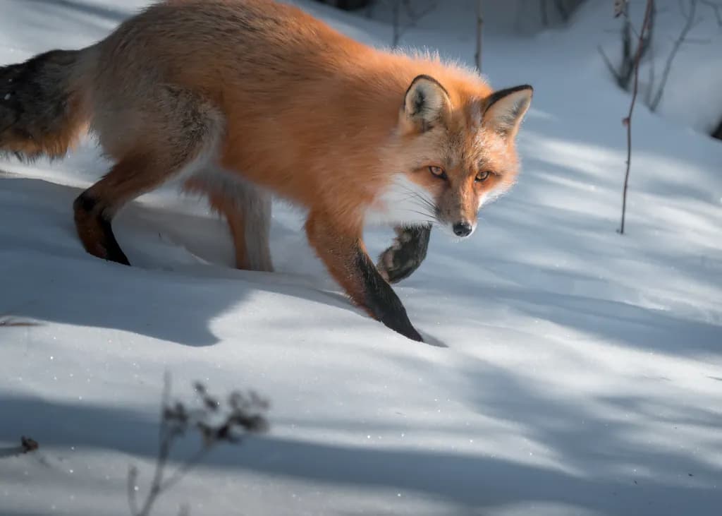 Sanford Hunt Fox