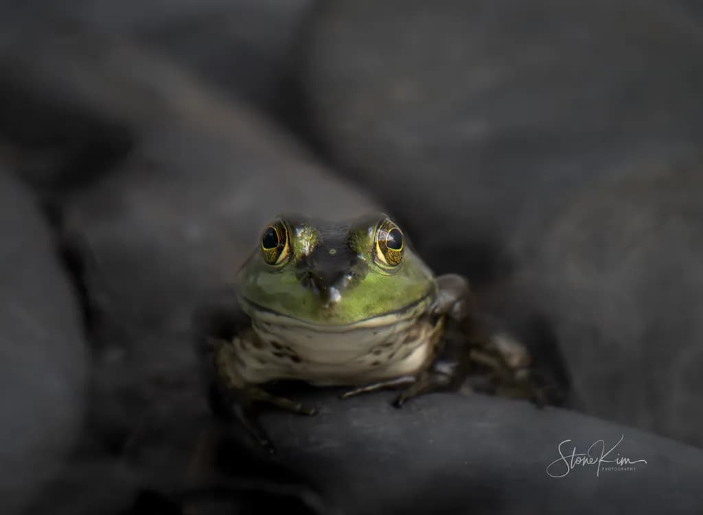 Summer Resident Frog