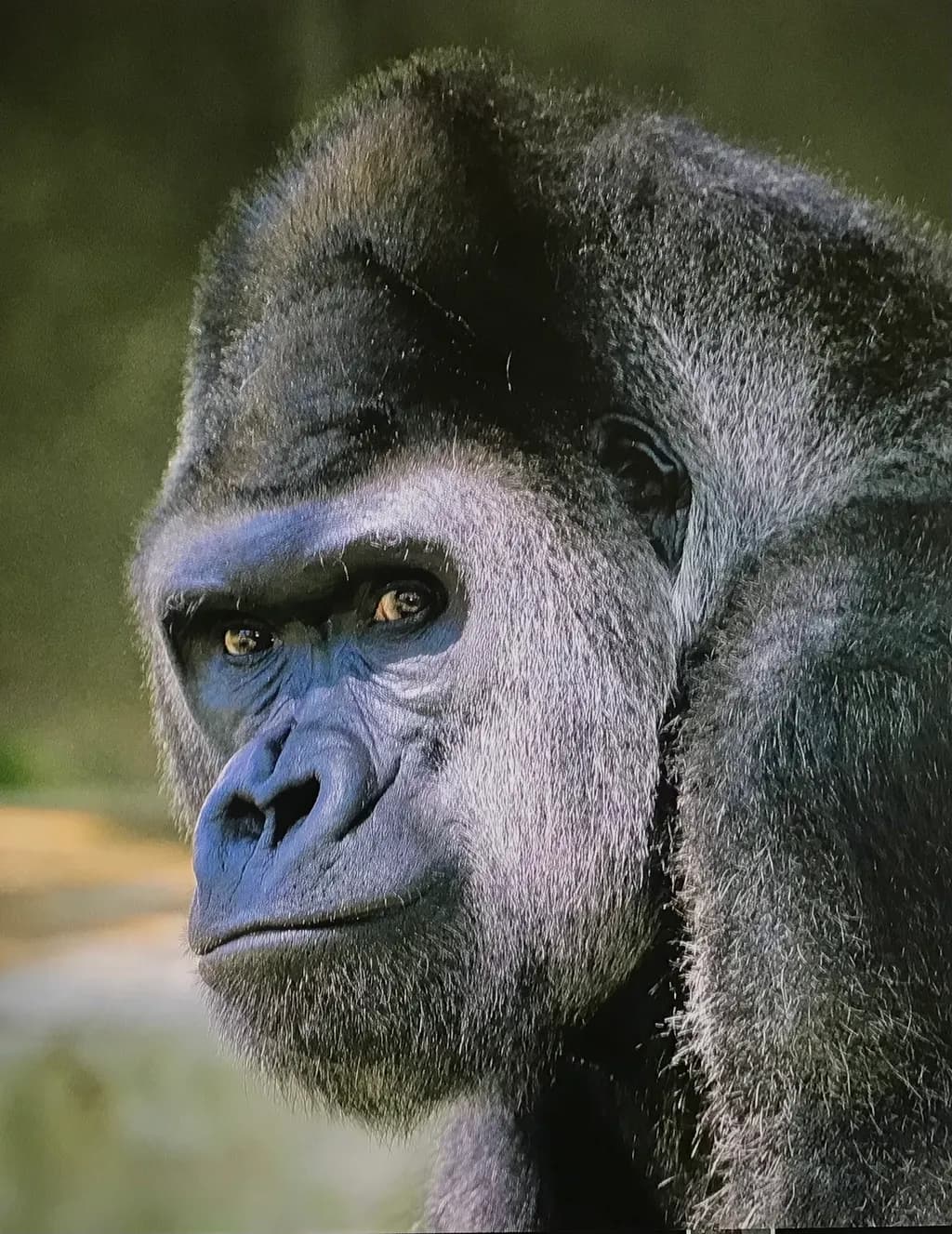 Majestic Stare