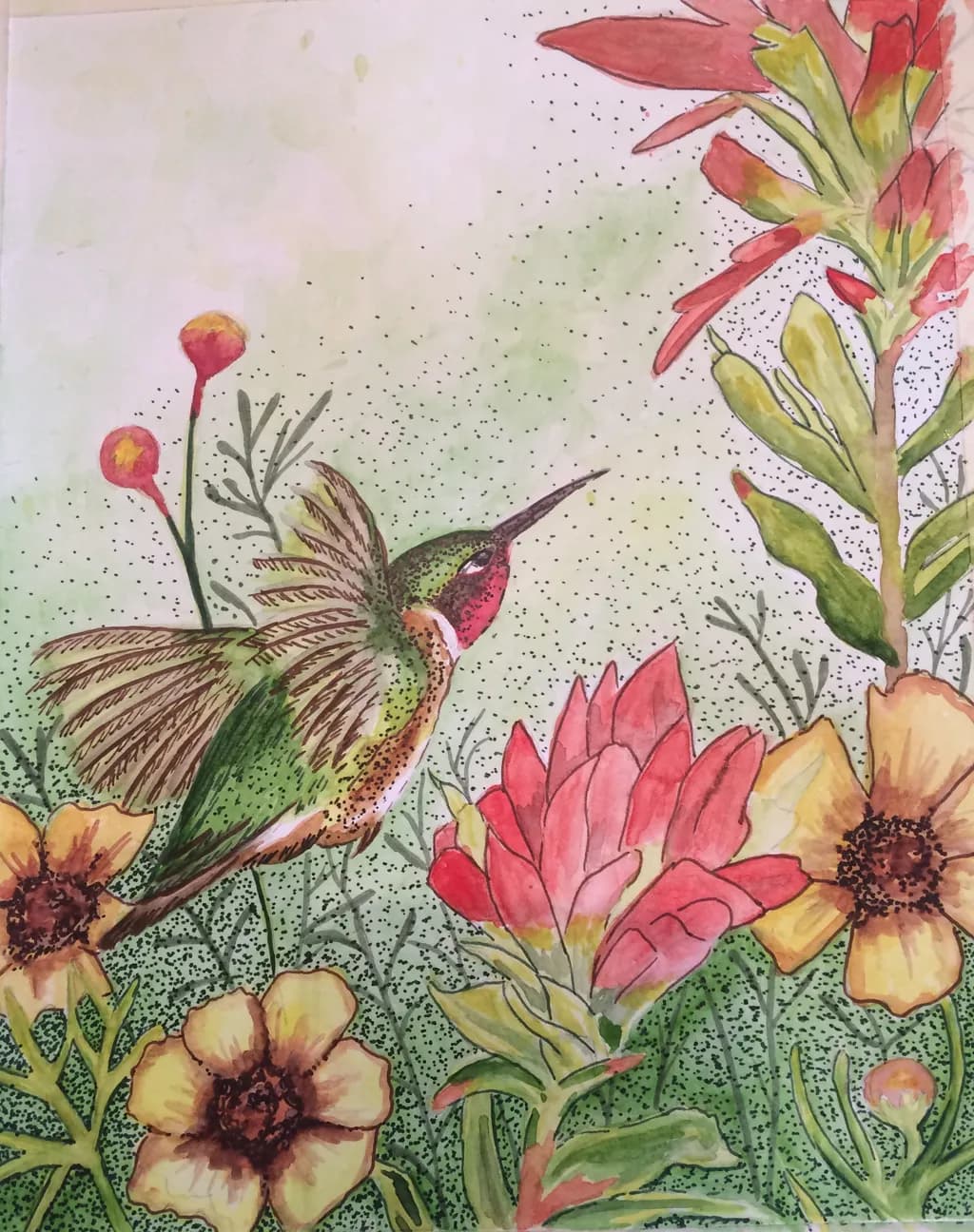Hummingbird Garden