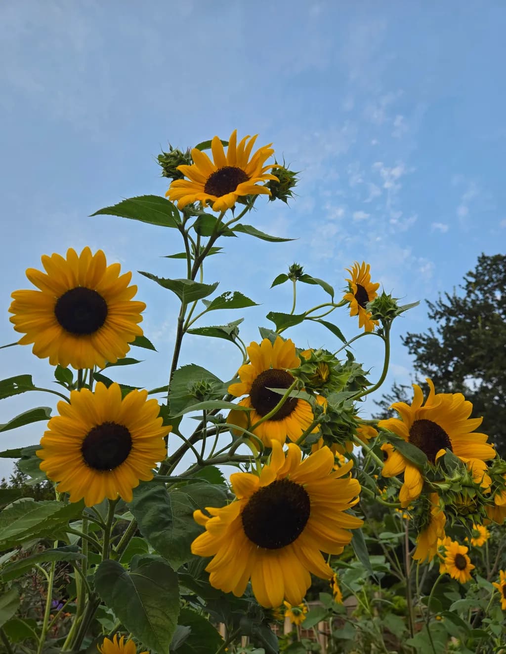 Sunflower Cluster