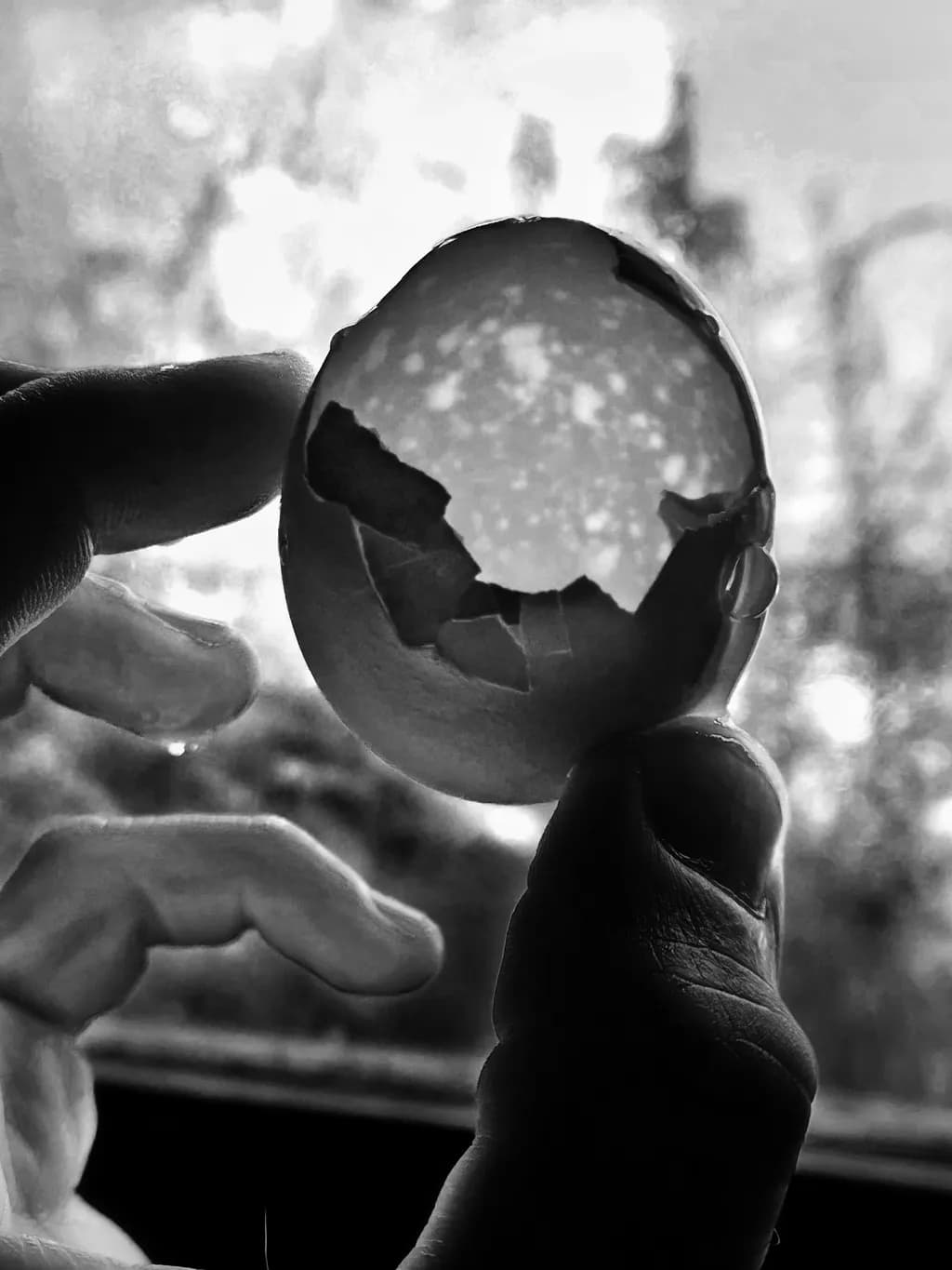 Cracked Eggshell Silhouette