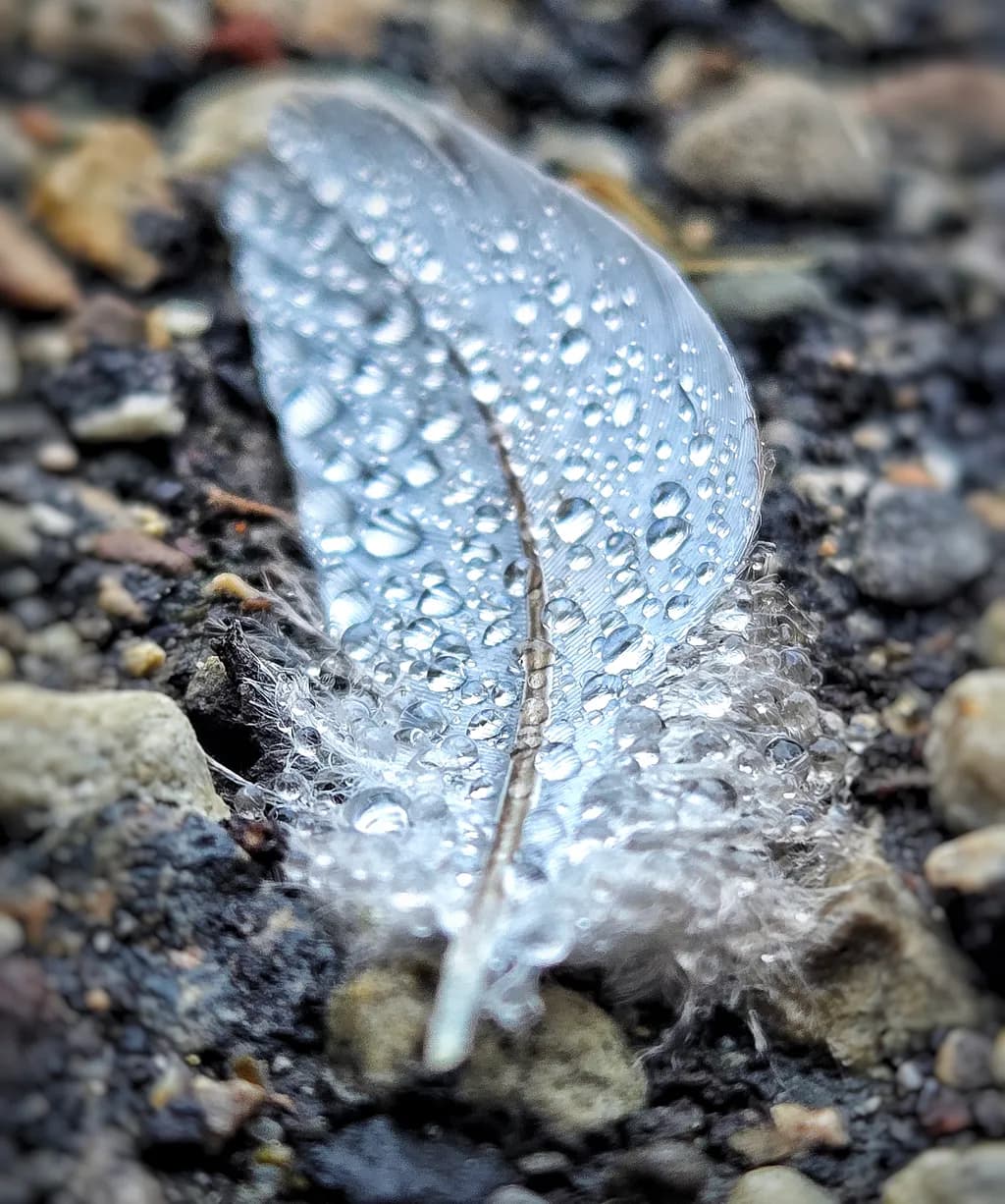 Feather with Waterdrops on Ground