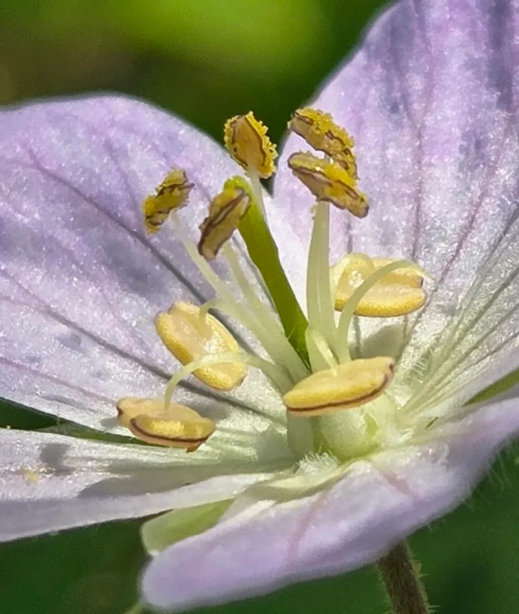 Delicate Bloom
