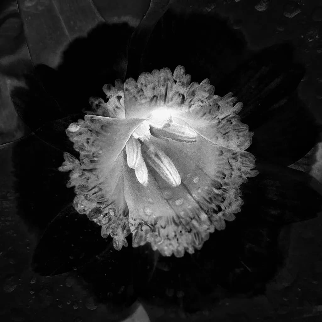Moonlit Bloom
