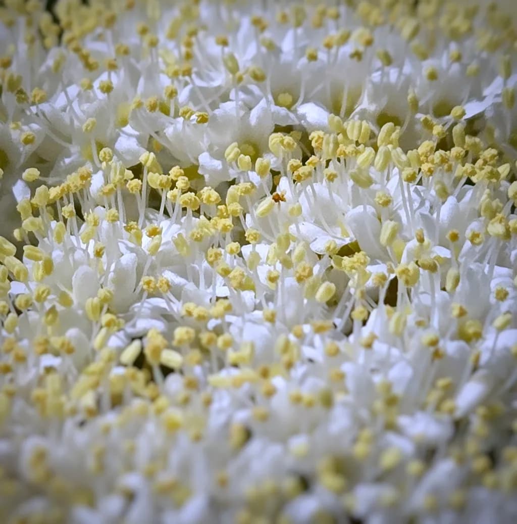 Blossom Cluster