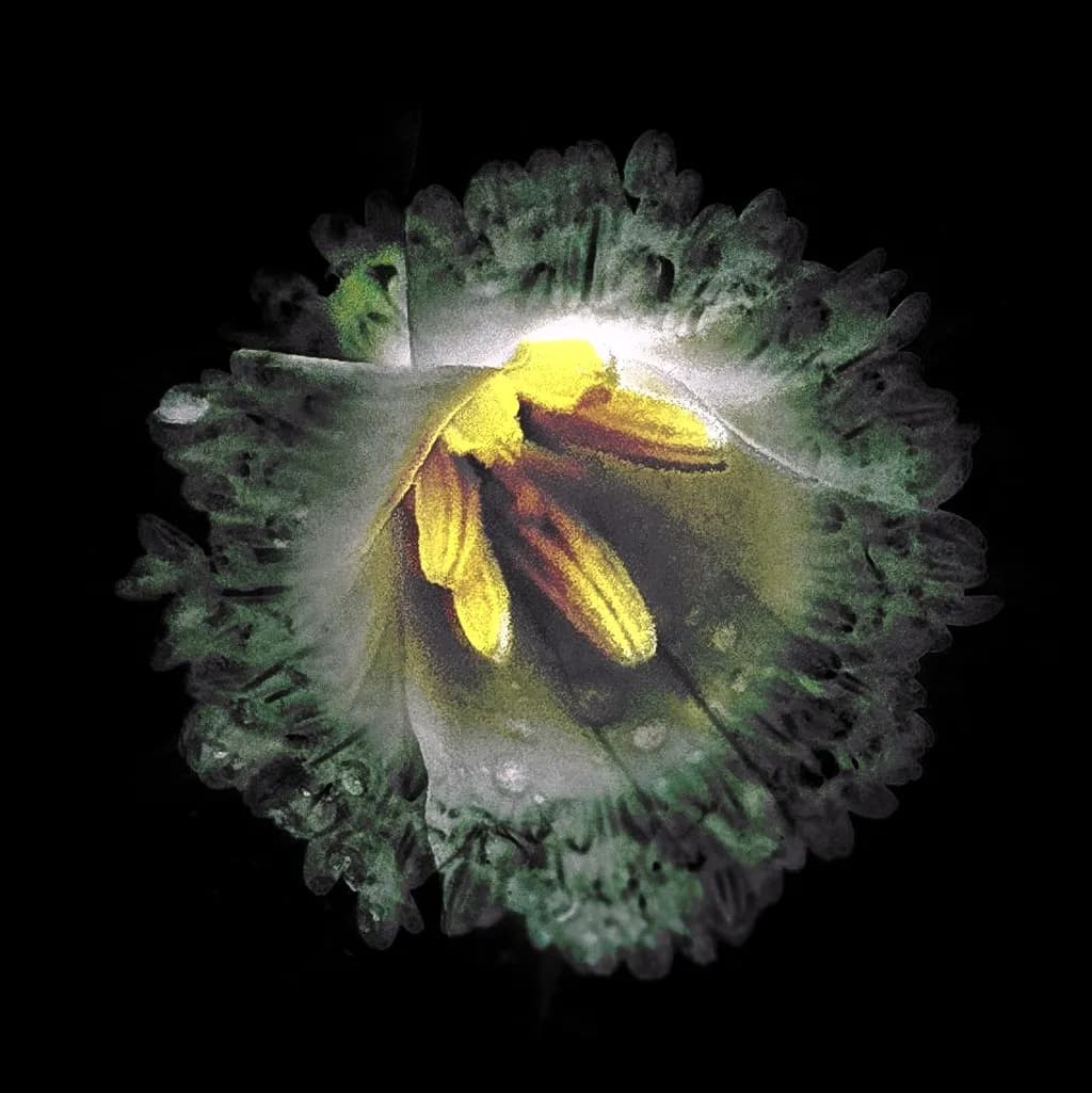 Luminous Bloom