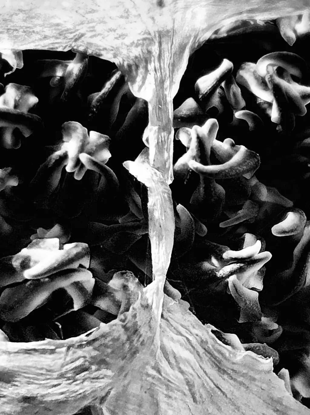 Fungal Matrix