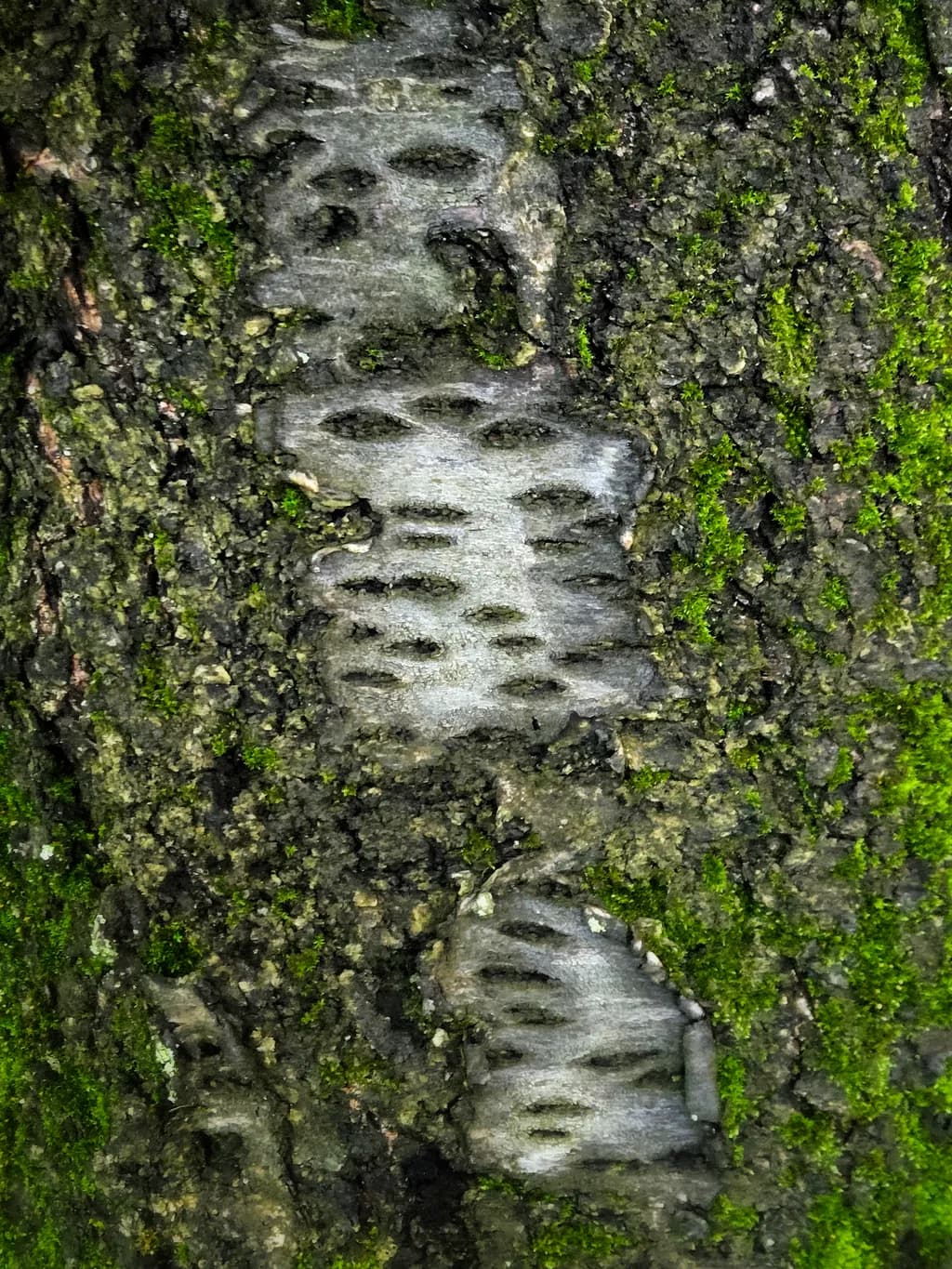 Moss and Bark Harmony