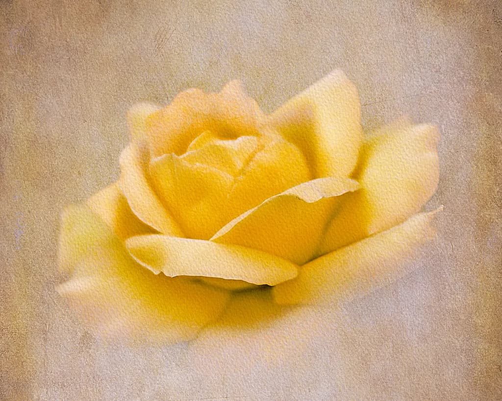 Veiled Glow