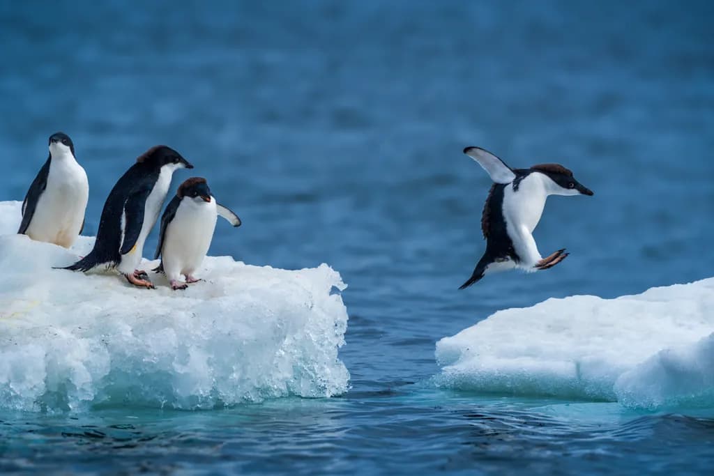 Eddie the Penguin Leap