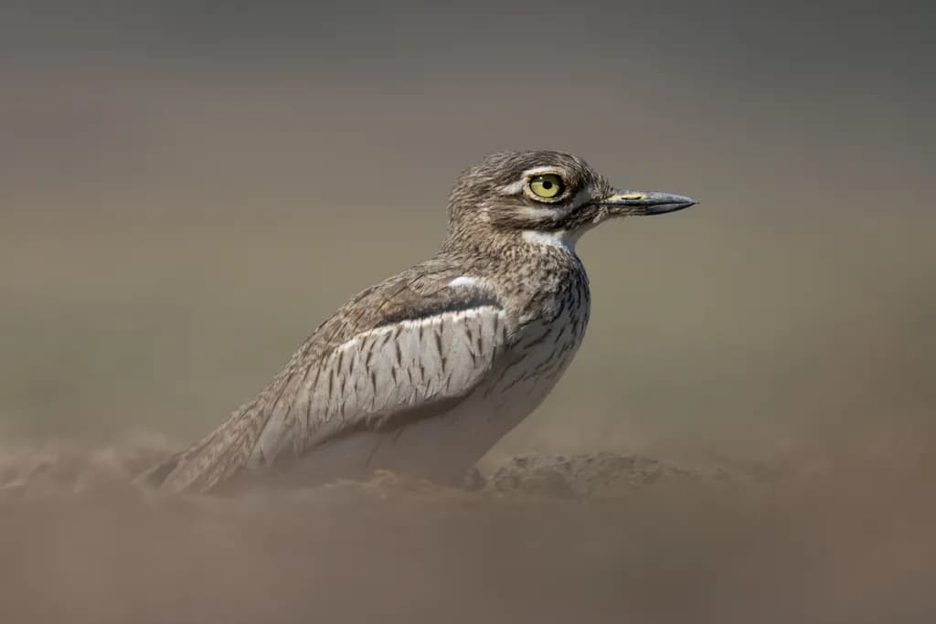 Dust Bird