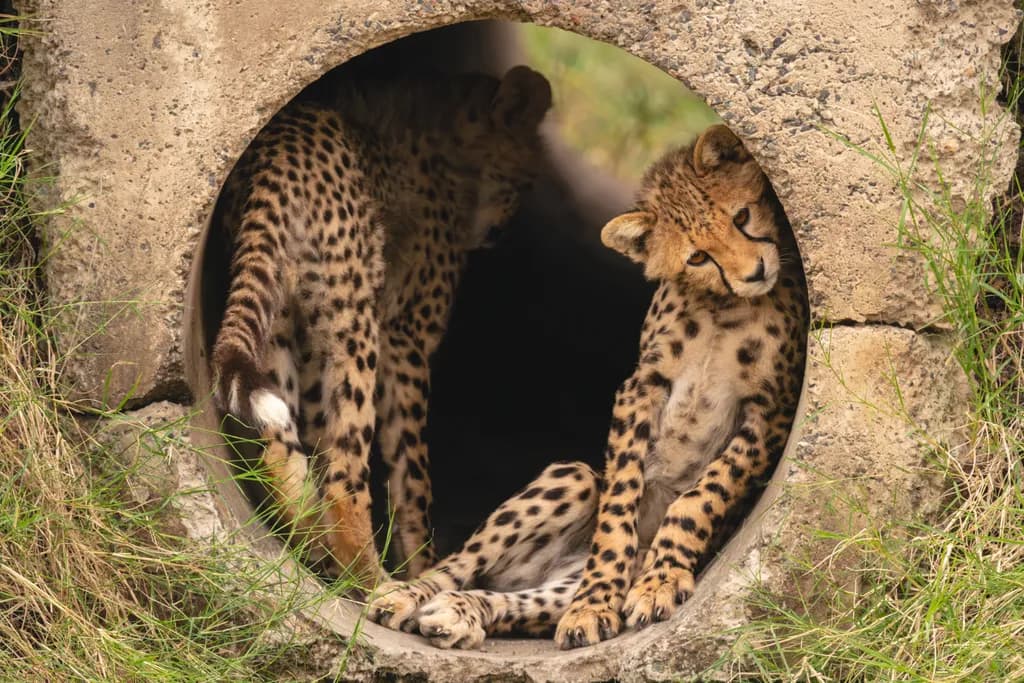 Cub Scouts